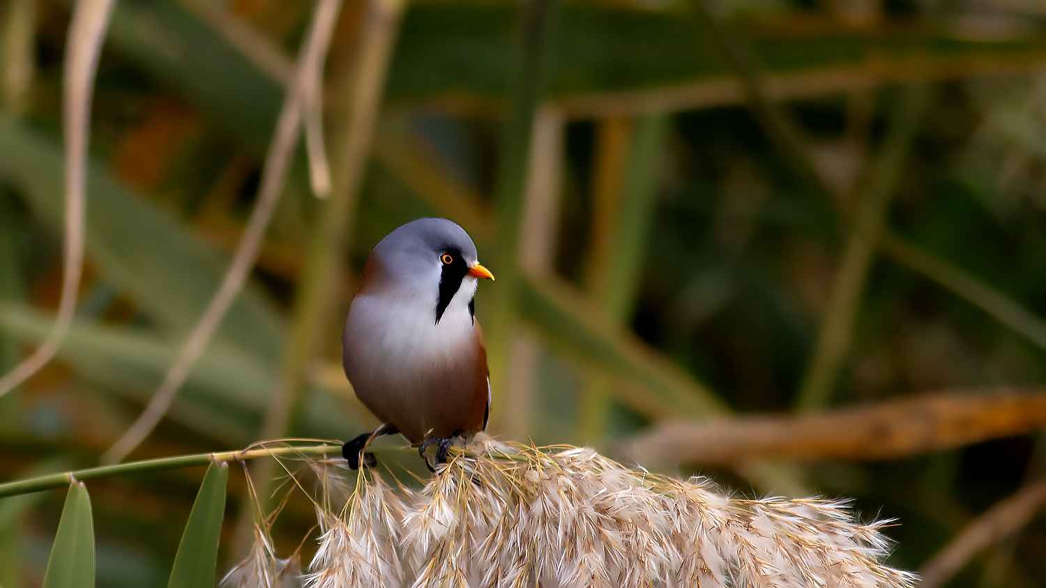 Bearded Reedling